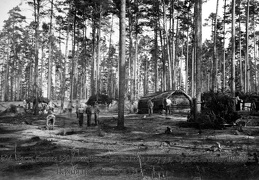 Часть бивака 530 пех. Вас.-Сурского полка в лесу у д.Ордзея-Ягодно. Вилейск. у., первая треть октября 1917 г.